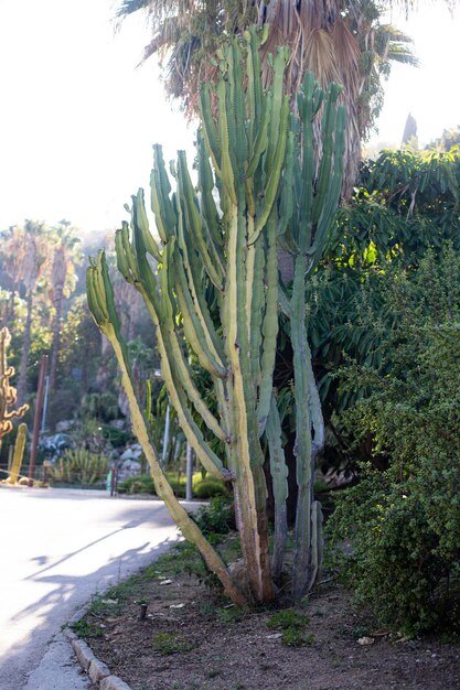 Photo landscape with cacti and shrubs