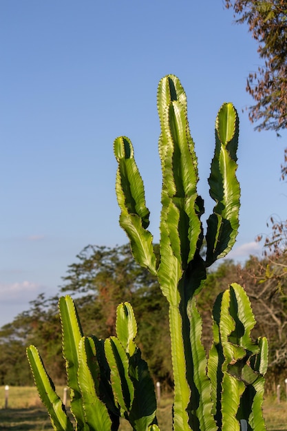 Landscape with cacti trees and blue sky