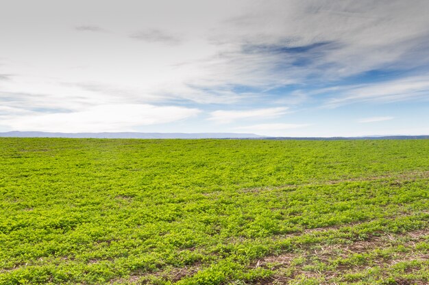 Landscape with clover crop for fodder and mountains