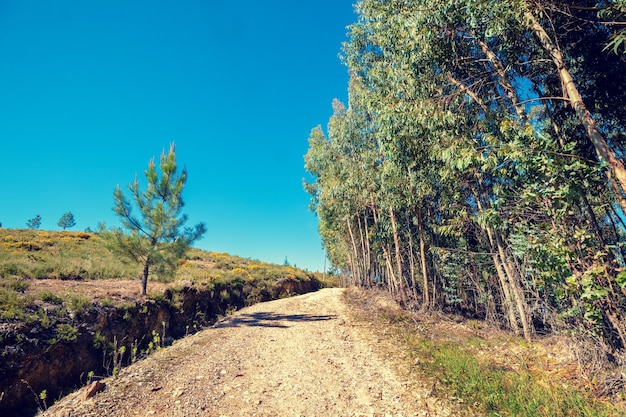 Paesaggio con una strada di campagna lungo un boschetto di eucalipti paesaggio rurale