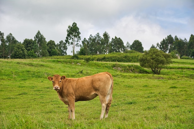 landscape with cows in the picos de europa asturias spain