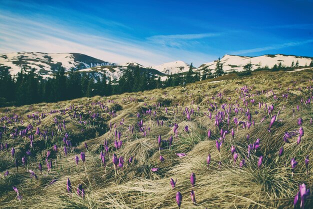 Landscape with crocuses