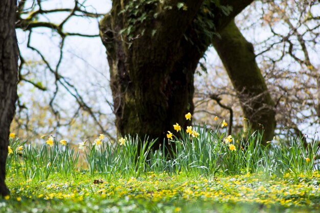 Landscape with daffodils grass and trees