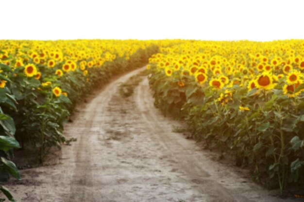 Landscape with dirt road between blooming sunflower fields\
meadow on summer day in sunset rays agriculture fields and pastures\
nature design agriculture of production of sunflower oil and\
seeds