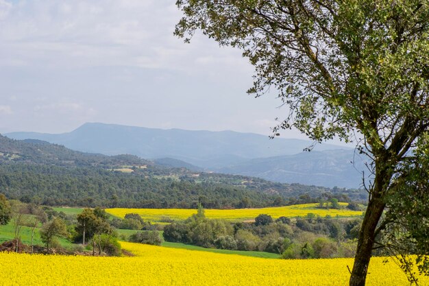 Landscape with flowering rapeseed fields crops and mountains in the background