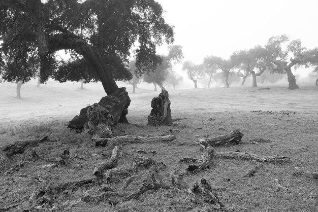 Photo landscape with fog and broken tree