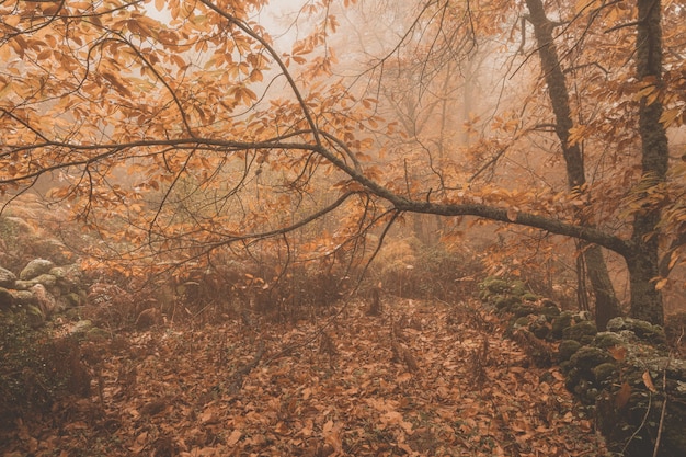 Landscape with fog in a chestnut forest near Montanchez Extremadura Spain