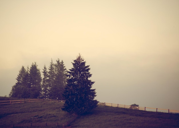 Landscape with fog and spruce forest in the mountains