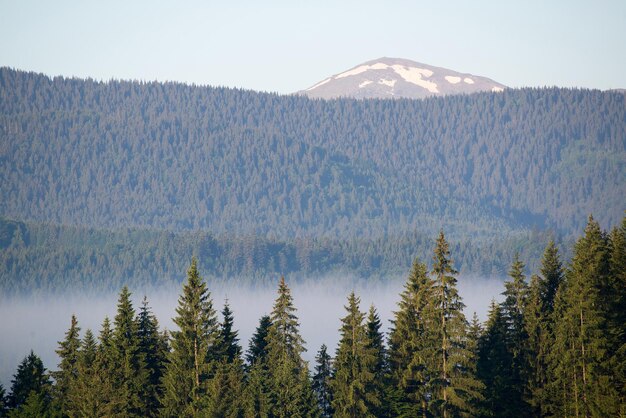 Landscape with fog and spruce forest in the mountains