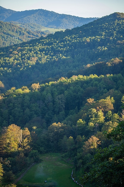 夏の森に覆われた山々のある風景