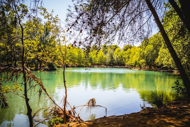 スペイン、バレンシアの森と自然湖のある風景
