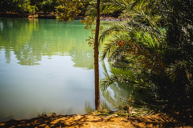 スペイン、バレンシアの森と自然湖のある風景