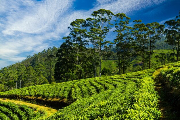 Пейзаж с зелеными полями чая в Шри-Ланке