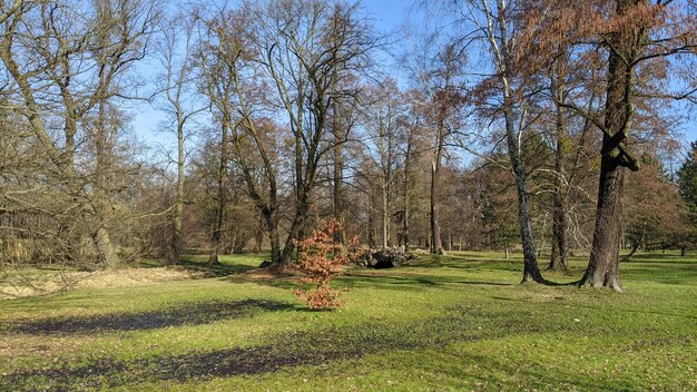 landscape with green grass and trees in the city park under blue sky