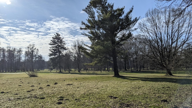 landscape with green grass and trees in the city park under blue sky