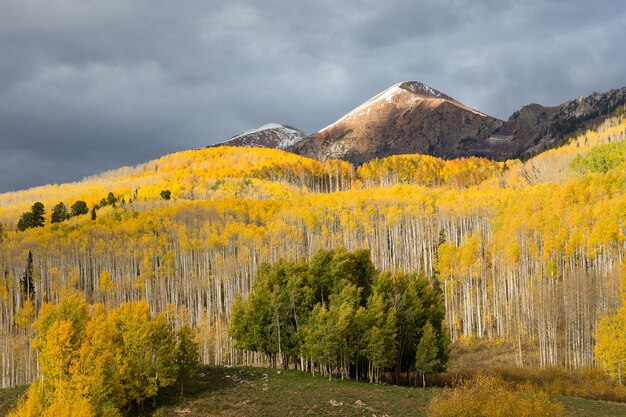 Photo landscape with green-leafed aspens among yellow trees and background of mountain and cloudy sky
