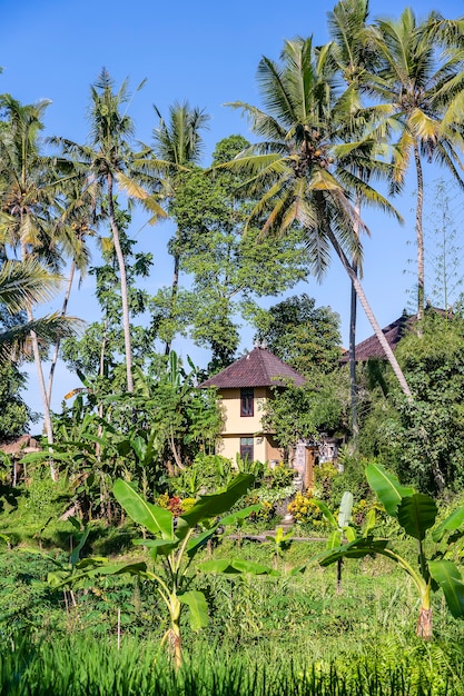 Landscape with green palm tree and a stone home on a sunny day in Ubud, Bali Island, Indonesia. Nature and travel concept