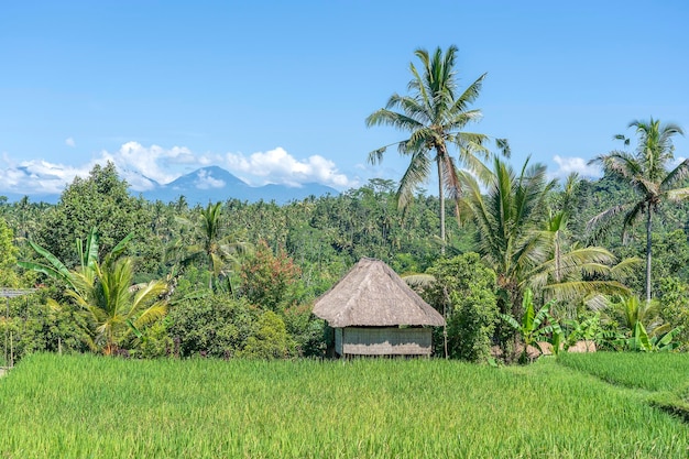 Landscape with green rice fields straw house and palm trees at sunny day in island Bali Indonesia Nature and travel concept
