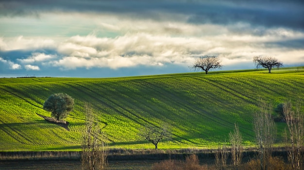 Landscape with green wheat field, some lonely trees and cloudy dramatic sky in the background.