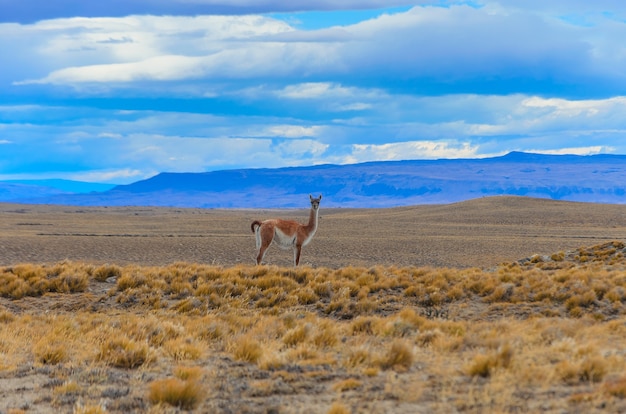 Paesaggio con un guanaco in argentina sulla strada per fitzroy. paesaggio della prateria nella patagonia meridionale