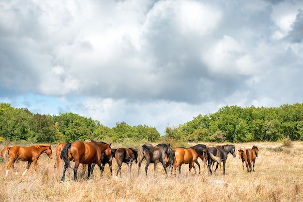 Landscape with herd of horses on the grass field