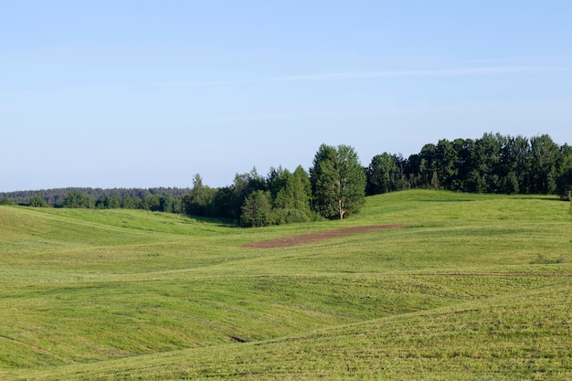 写真 植物草や木々のある丘陵地帯の風景丘の上の緑の植生のある夏の風景