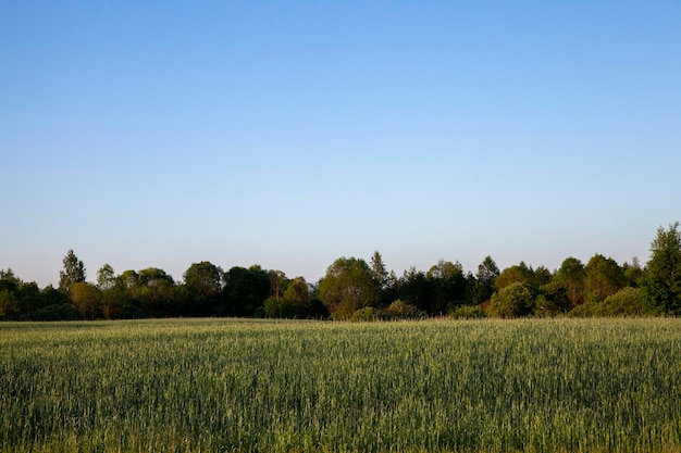 Landscape with hilly territory with plants