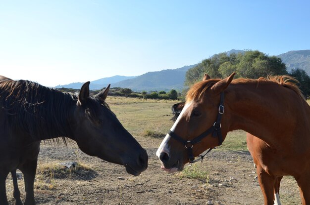 Photo landscape with horses in pasture