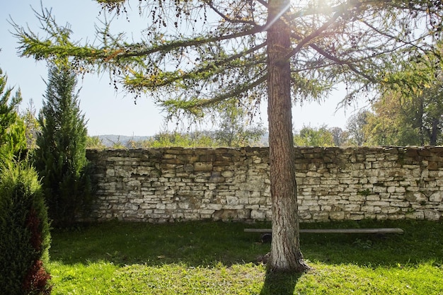 Foto paesaggio con larice e muro di pietra vicino a lavriv ucraina occidentale