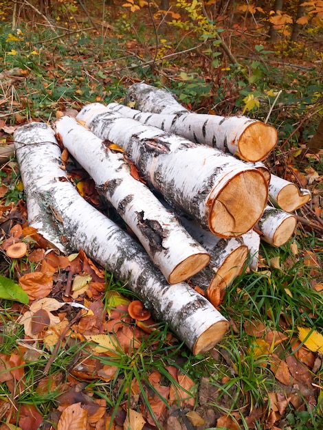 Пейзаж с большой woodpile в осеннем лесу из распиленных грибов и сухих листьев