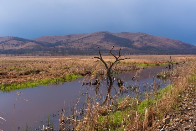 Foto paesaggio con albero solitario nell'acqua