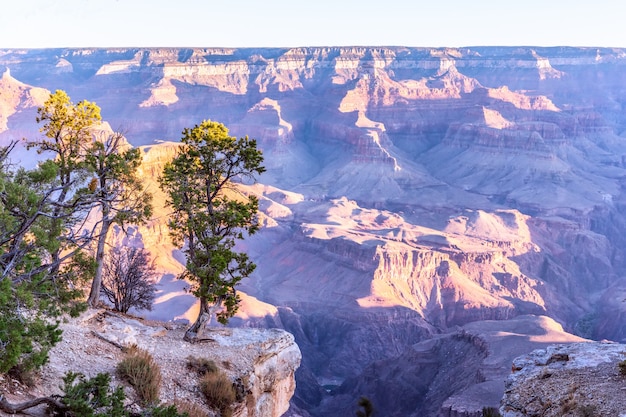 Landscape with lonely trees on cliffs at Grand Canyon