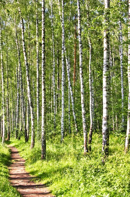 Foto paesaggio con lussureggiante foresta di betulle