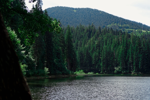 Фото Пейзаж с горами, лесом и рекой впереди. красивые пейзажи природа