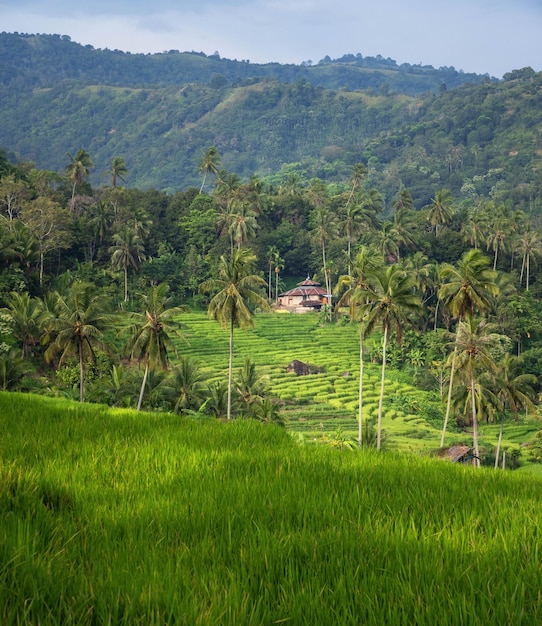 landscape with a paddy field