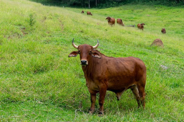 牧草地とシンディ牛のいる風景