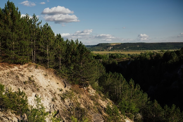 Landscape with pine forest and mountains in summer sunny day.