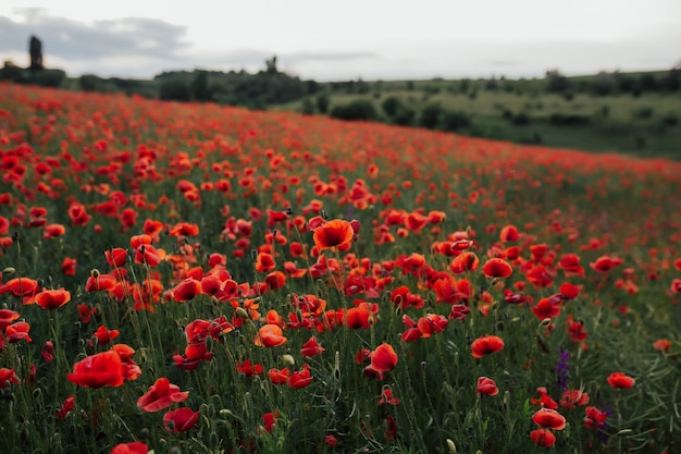 Landscape with poppy field