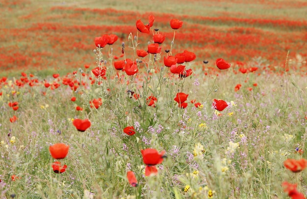 Landscape with red poppy field background