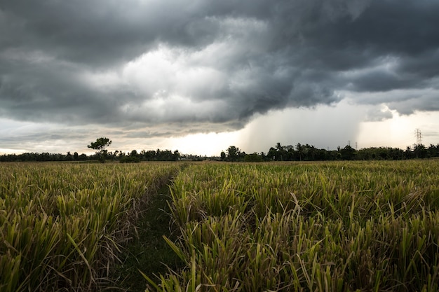 Landscape with a rice field and dramatic sky