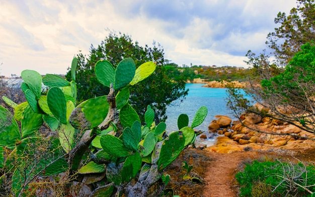 이탈리아 사르데냐 섬의 지중해 코스타 스메랄다(Costa Smeralda)에 있는 카프리치올리 해변(Capriccioli Beach)에서 낭만적인 아침이 있는 풍경. 구름과 하늘입니다. Porto Cervo와 Olbia 지방. 혼합 매체.