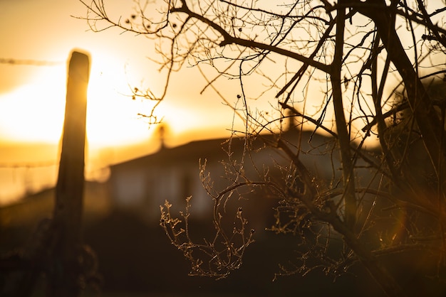 Landscape with Silhouette at sunset of tree and roofs