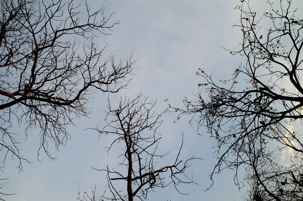 Paesaggio con silhouette di alberi al tramonto. paesaggio retroilluminato,