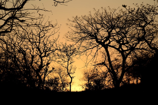 Landscape with Silhouette of trees at sunset. back light landscape,