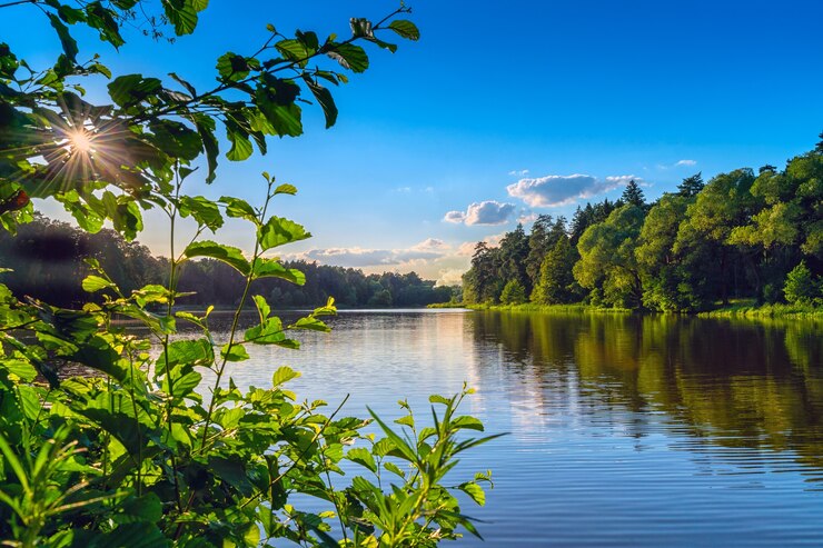 Фотография пейзаж с небольшим озером в лесу, отражение на воде, под голубым небом