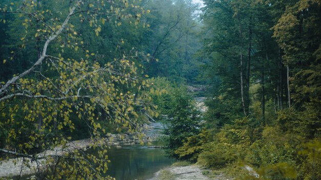 Landscape with a small river in the forest