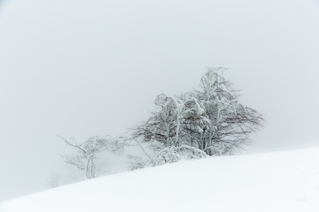 霧深い天候の山の斜面に冬の雪に覆われた氷の木のある風景。