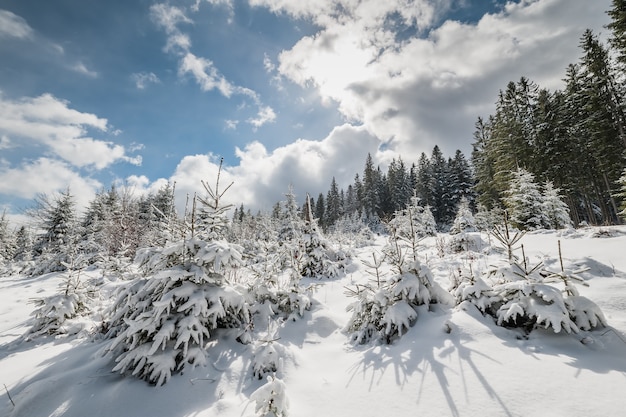 雪に覆われた森、冬の妖精の尾のある風景