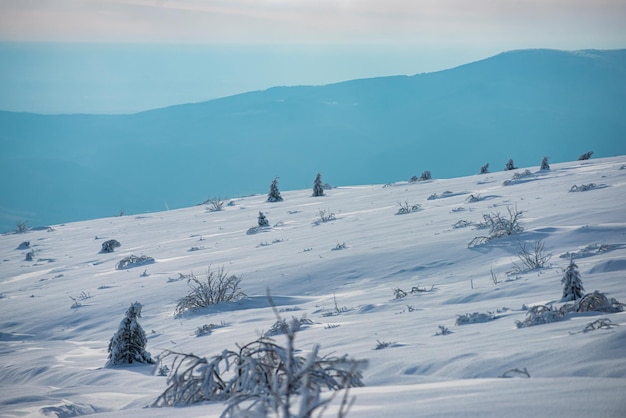 Landscape with snowy forest with frozen trees after snowfall winter with covered frost trees in the