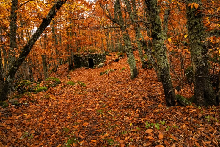 Photo landscape with stone cabin in a chestnut forest near montanchez. extremadura. spain.